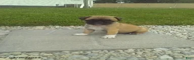 Roscoe