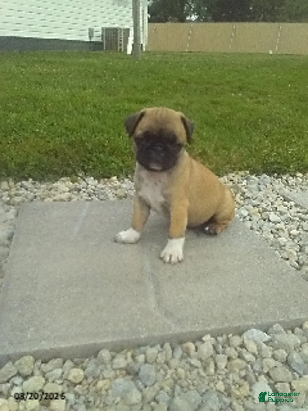 Pug dogs for sale: Roscoe - Ad 1