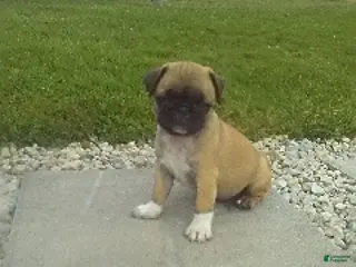 Pug dogs Roscoe - Ad 36