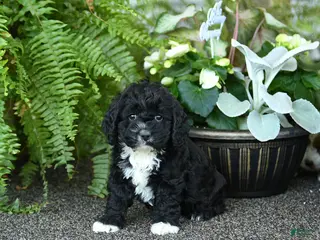 Cockapoo dogs for sale: Crew - Ad 4