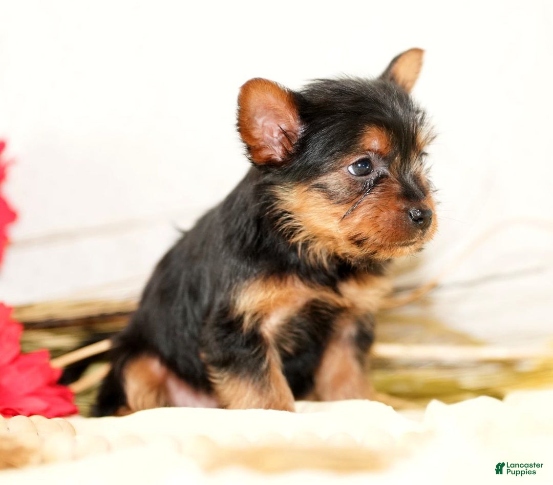 Morkie dogs for sale: Poppy - Ad 4