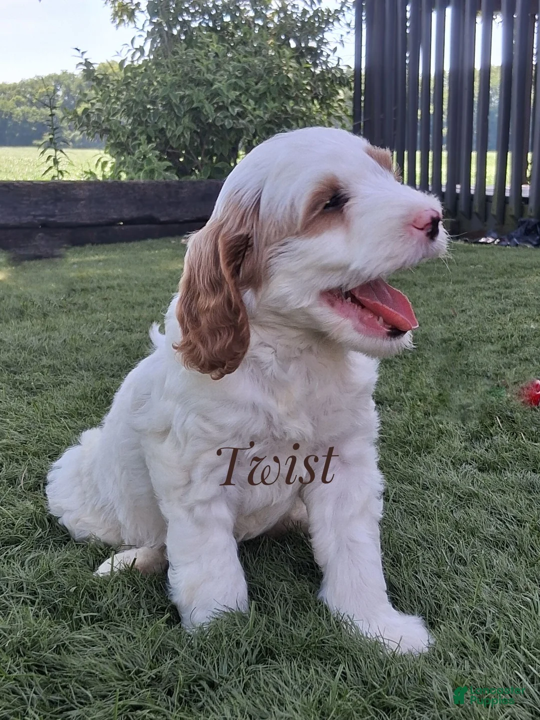 Cavapoo dogs for sale: Twist - Ad 2