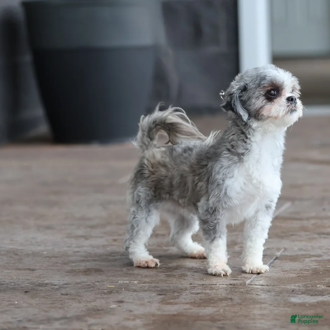 Teddy Bear dogs for sale: Denver - Ad 5