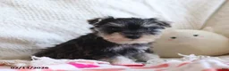 Miniature Schnauzer dogs for sale: Sheldon - Ad 3