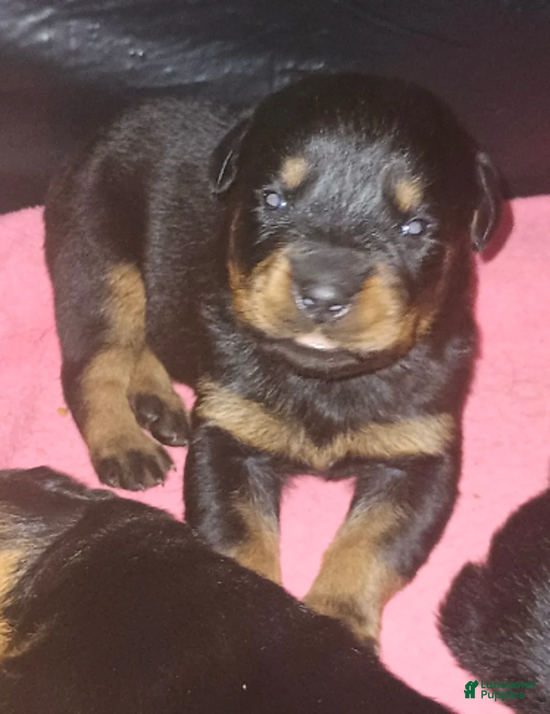 Rottweiler dogs for sale: Championship bloodline Girl 2 - Ad 5