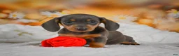 Miniature Dachshund dogs for sale: Dory - Ad 15