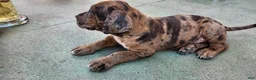 Mixed Breed dogs for sale: Mixed Breed 6 - Ad 4