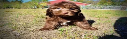 Havapoo dogs for sale: Pringles - Ad 10