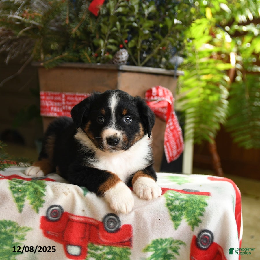 Australian Shepherd dogs Alex - Ad 10