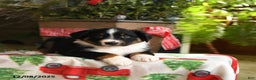 Australian Shepherd dogs for sale: Alex - Ad 1