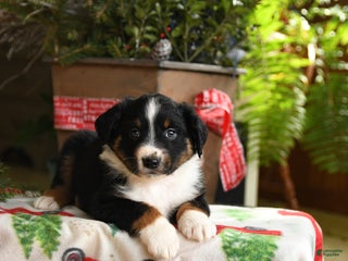 Australian Shepherd dogs Alex - Ad 30