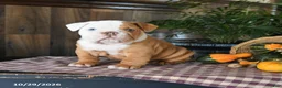 English Bulldog dogs for sale: Walker - Ad 3