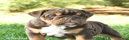 English Bulldog dogs for sale: Dixie - Ad 3