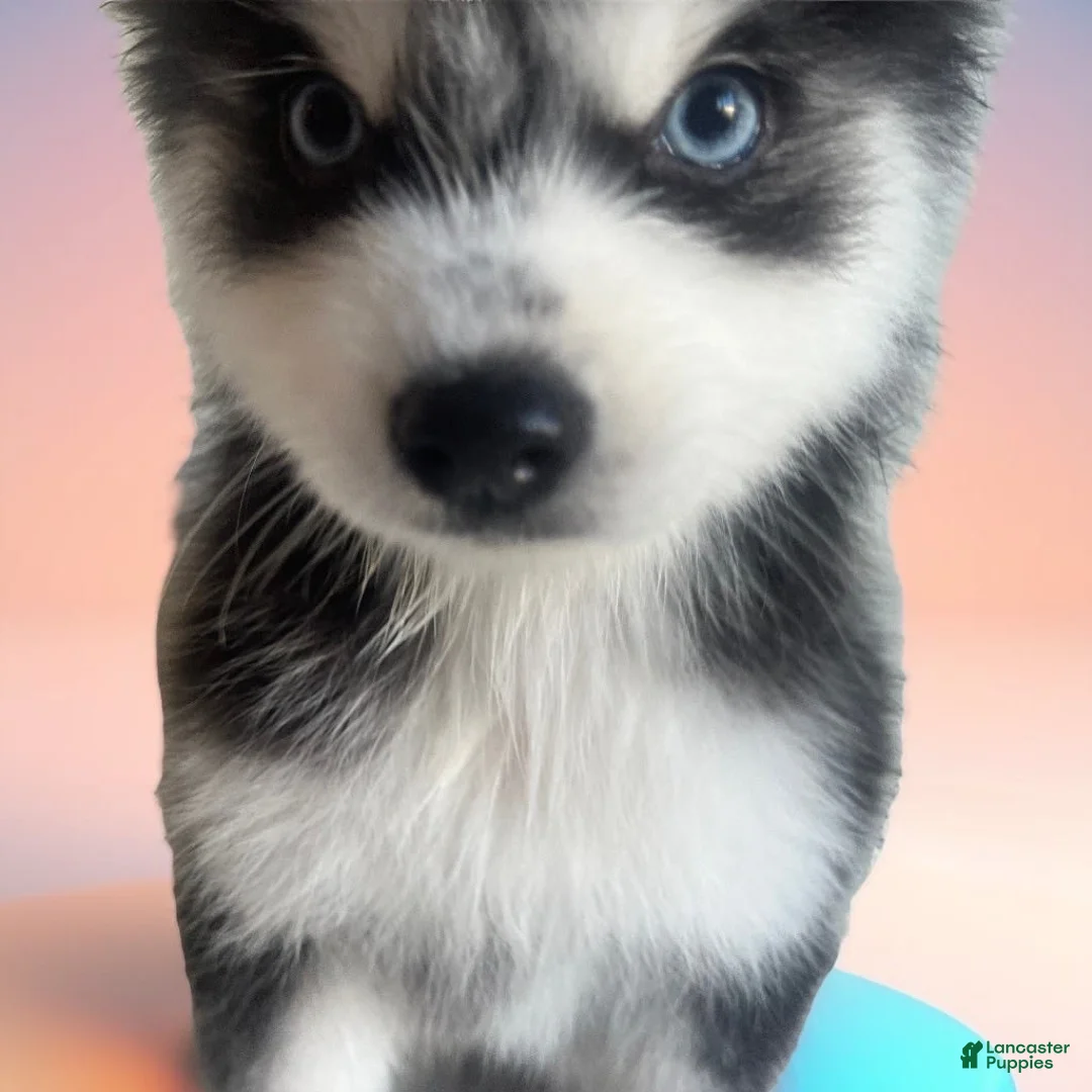 Gallery Image {{count}}