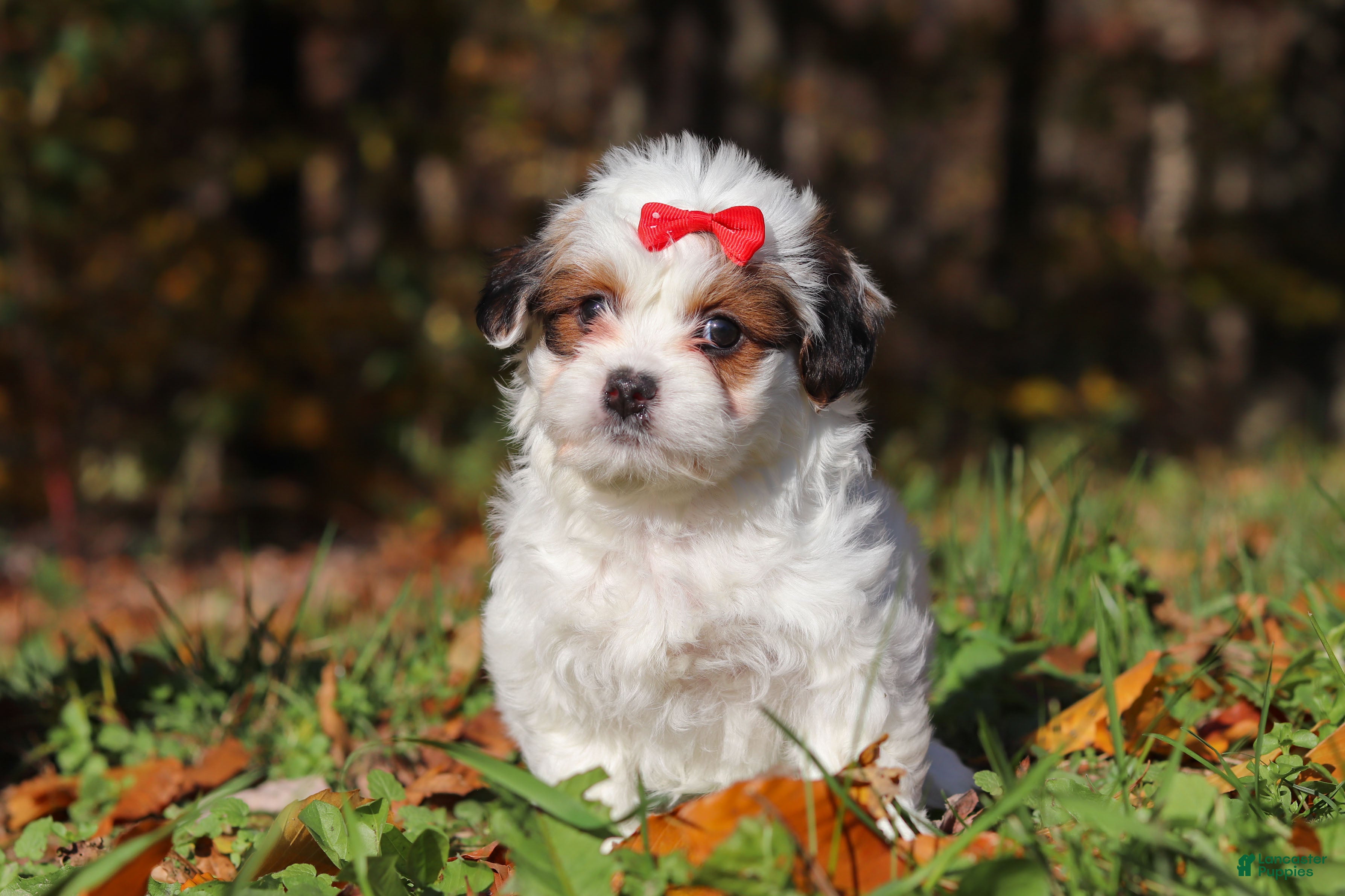 Teddy Bear dogs Holly - Ad 2