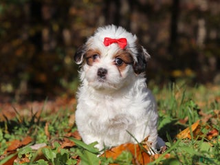 Teddy Bear dogs Holly - Ad 37