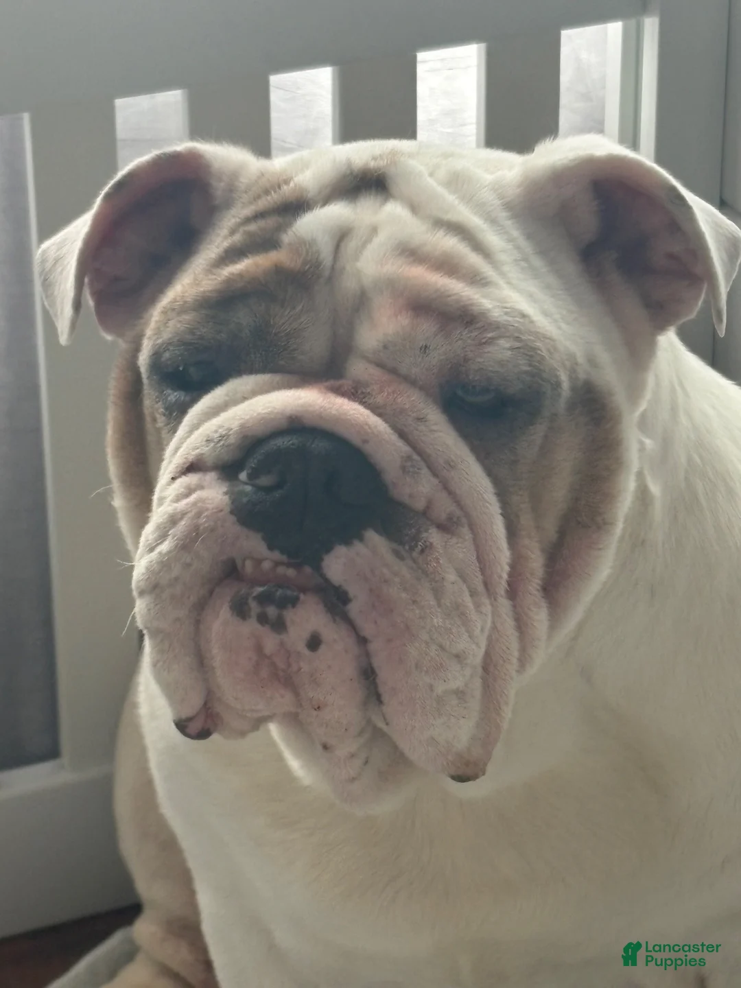 English Bulldog dogs for sale: English Bulldog 1 - Ad 10