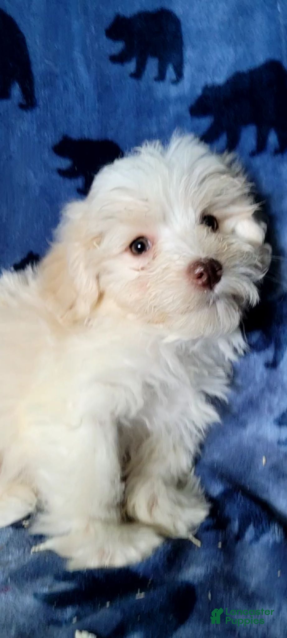 Schnoodle dogs Lily - Ad 5