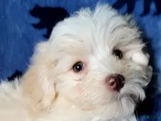 Schnoodle dogs Lily - Ad 3