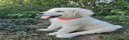 Great Pyrenees dogs for sale: Keilah  - Ad 4
