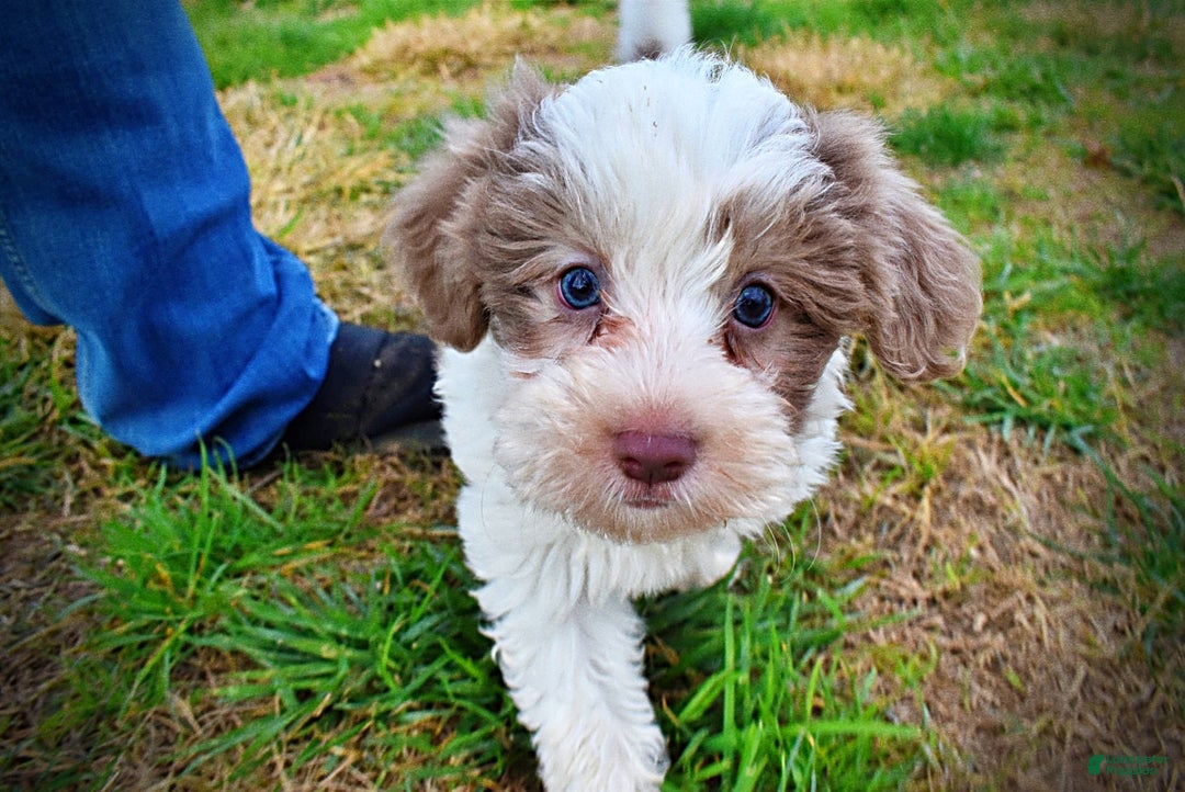 Havapoo dogs for sale: Nabisco - Ad 26