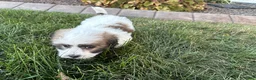 Mixed Breed dogs for sale: Lhasa/Coton male 4 - Ad 13