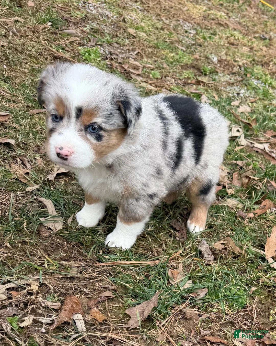 Australian Shepherd dogs for sale: Prince - Ad 7