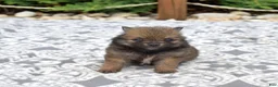 Pomeranian dogs for sale: Daisy - Ad 6