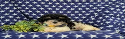 Bichpoo dogs for sale: Cassidy - Ad 5