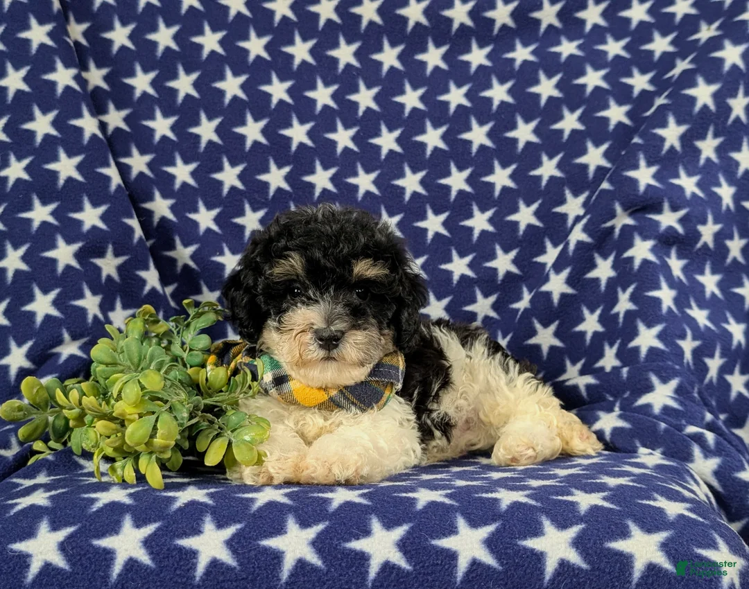 Bichpoo dogs for sale: Cassidy - Ad 5