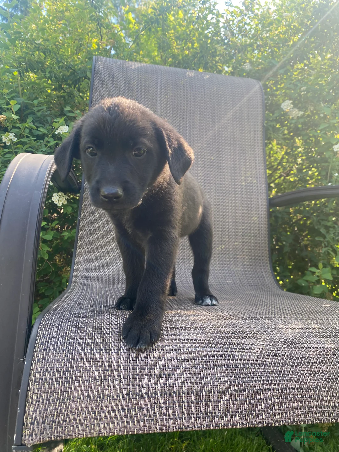 Mixed Breed dogs for sale: Prince - Ad 2