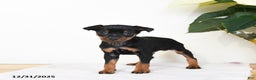 Miniature Pinscher dogs for sale: Laser - Ad 2