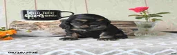 Cocker Spaniel dogs for sale: Buddy - Ad 4