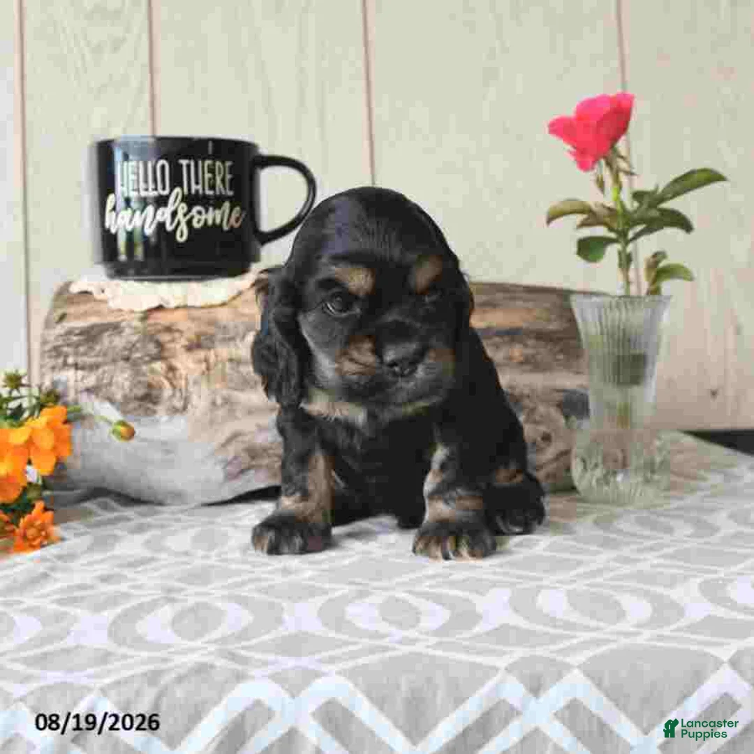 Cocker Spaniel dogs for sale: Buddy - Ad 4