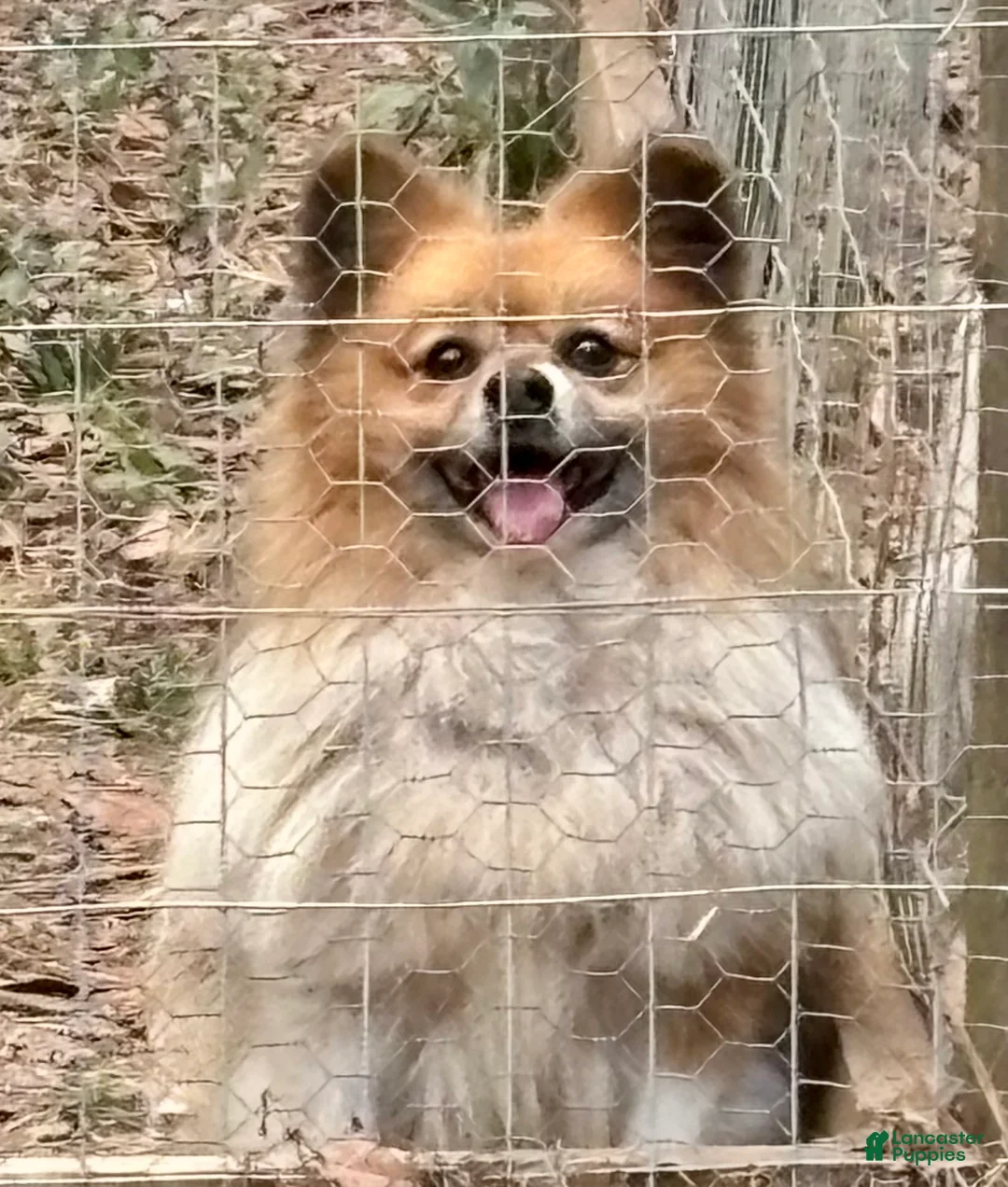 Pomeranian dogs for sale: Pomeranian Puppy 1 - Ad 2