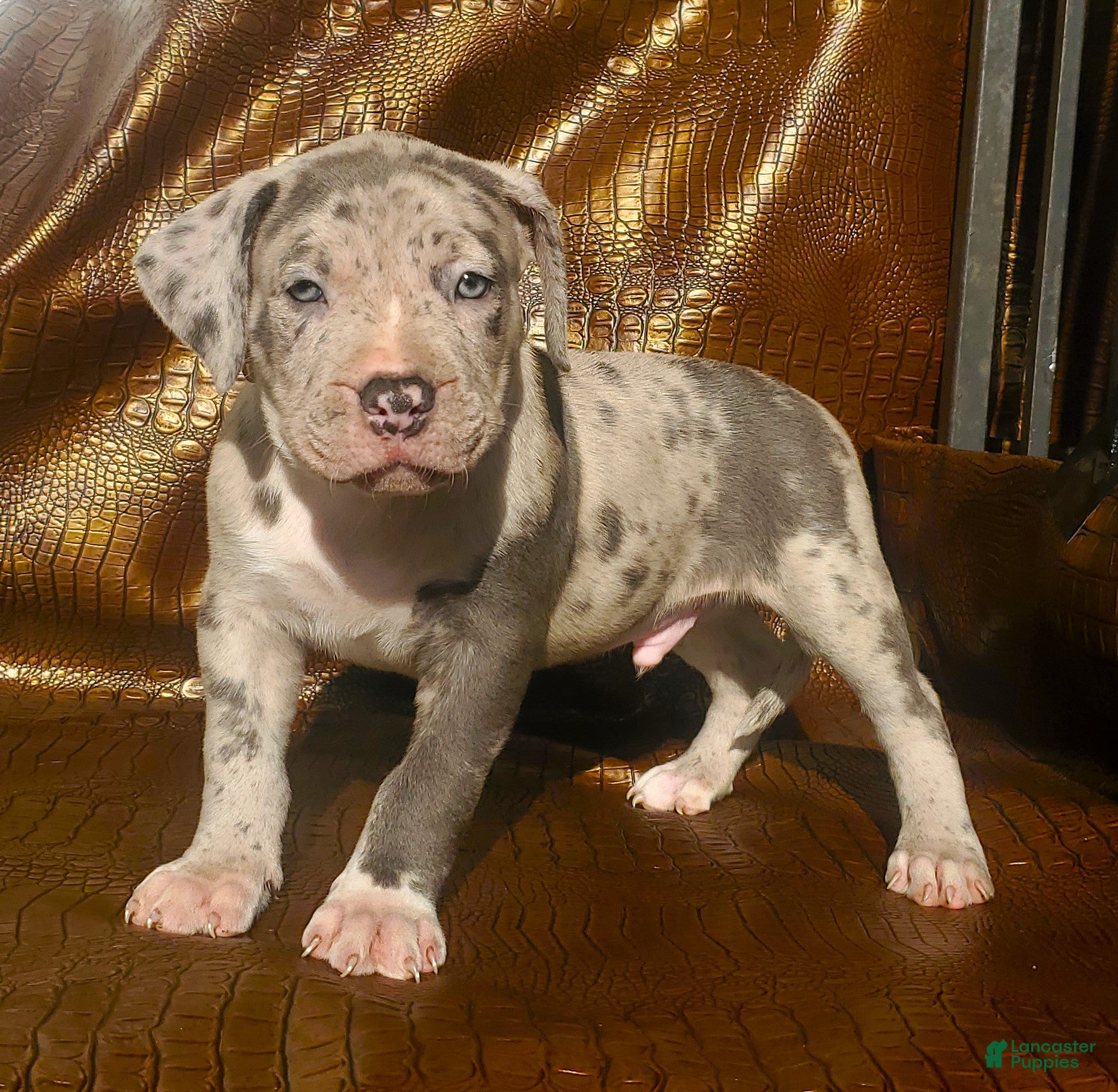 American Bully dogs "THA ROCK" - Ad 14