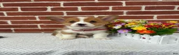 Welsh Corgi Pembroke dogs for sale: Buddy - Ad 1