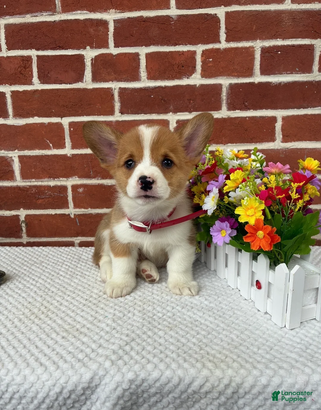 Welsh Corgi Pembroke dogs for sale: Buddy - Ad 1