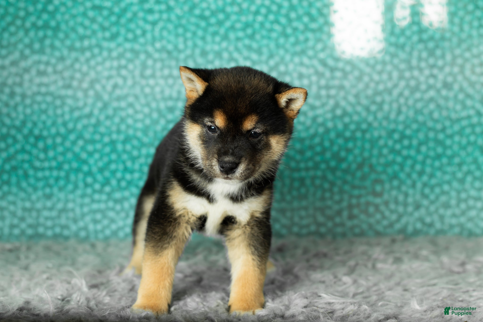 Shiba Inu dogs Alex - Ad 32