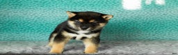 Shiba Inu dogs for sale: Alex - Ad 1