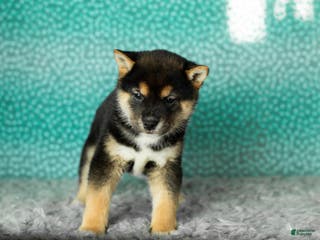 Shiba Inu dogs Alex - Ad 32