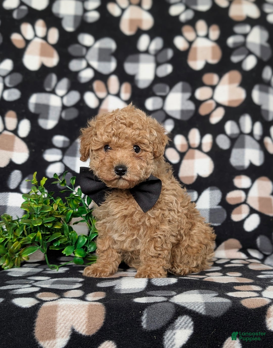 Toy Poodle dogs for sale: Walcott - Ad 3