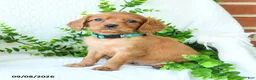 Miniature Golden Retriever dogs for sale: Archie - Ad 1