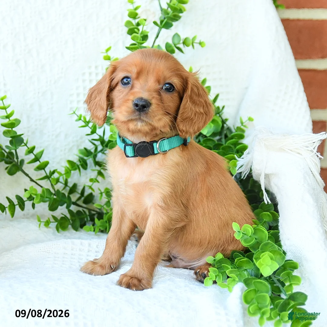 Miniature Golden Retriever dogs for sale: Archie - Ad 1
