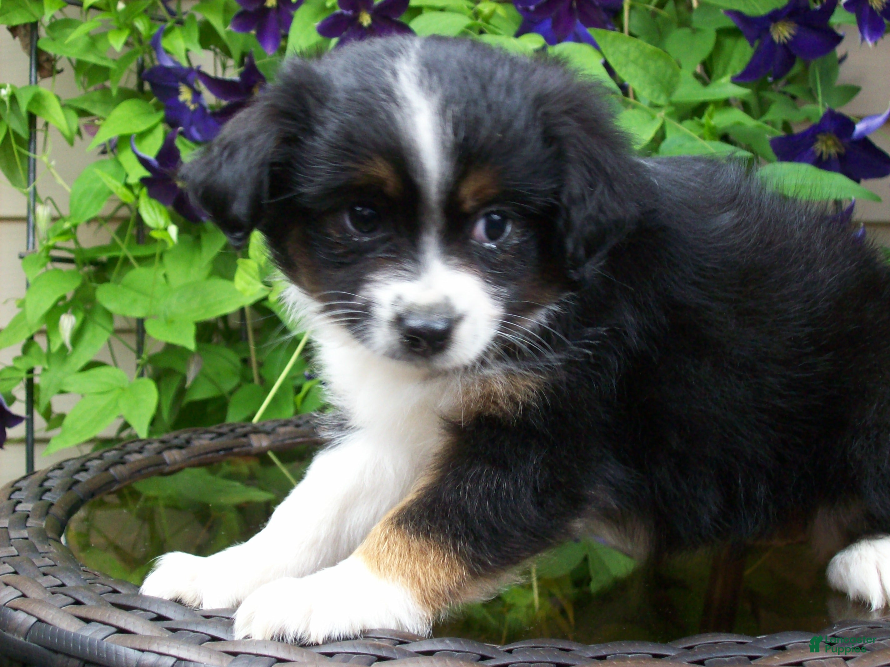 Miniature Australian Shepherd dogs Mabel - Ad 2