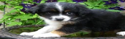Miniature Australian Shepherd dogs for sale: Mabel - Ad 2