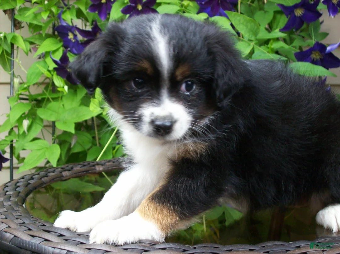 Miniature Australian Shepherd dogs for sale: Mabel - Ad 2