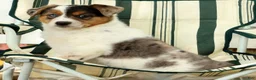Australian Shepherd dogs for sale: Amber - Ad 8