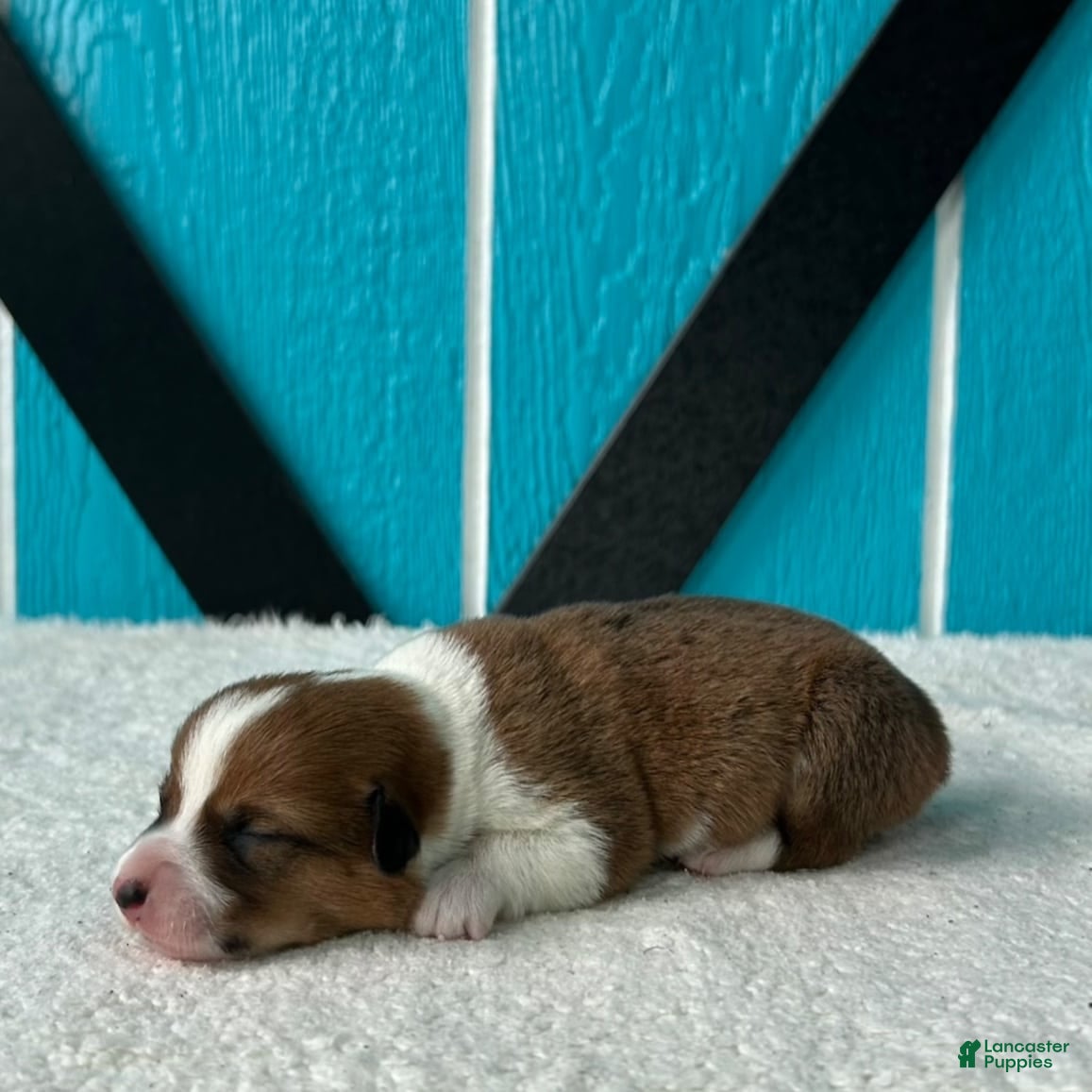 Welsh Corgi Pembroke dogs Blaise Welsh Corgi Pembroke Puppy  - Ad 1