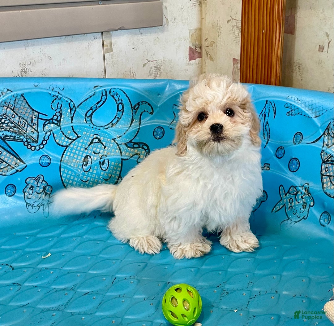 Coton De Tulear dogs for sale: Shane - Ad 8